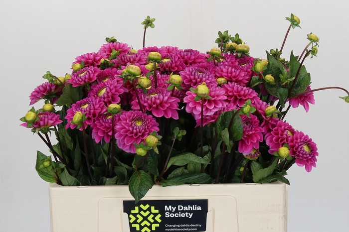 Dahlia Happy Hour