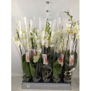 Phalaenopsis   ...white