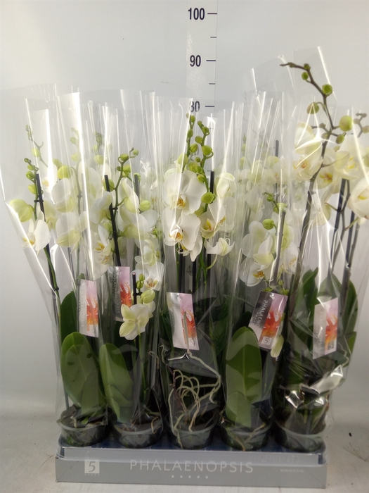 <h4>Phalaenopsis   ...white</h4>