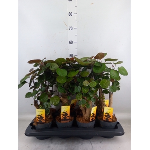 Polyscias scutellaria 'Fabian'