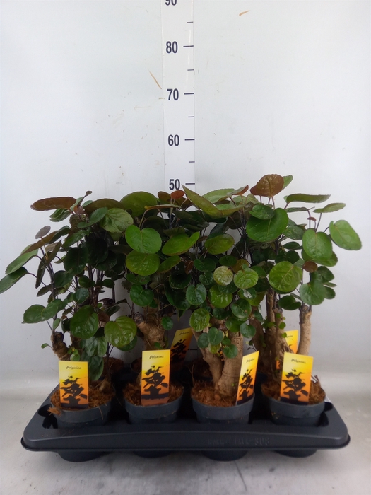 <h4>Polyscias scutellaria 'Fabian'</h4>