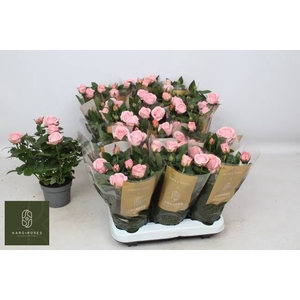 ROSA GRANDE KORDANA ADELE