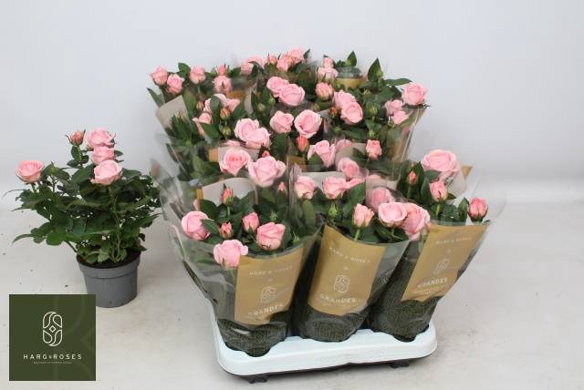 <h4>ROSA GRANDE KORDANA ADELE</h4>