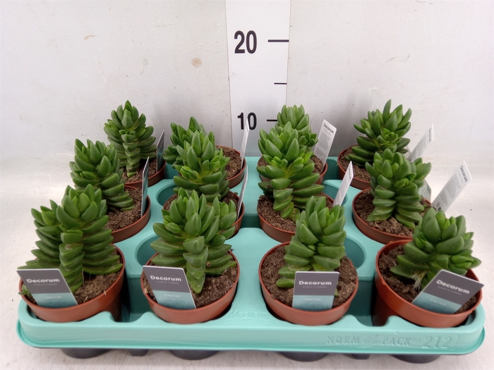 <h4>Crassula   ...</h4>