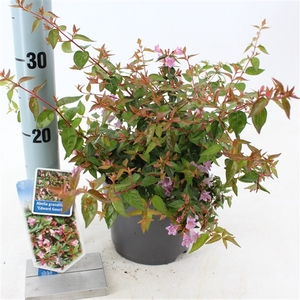 Abelia ‘Edward Goucher’