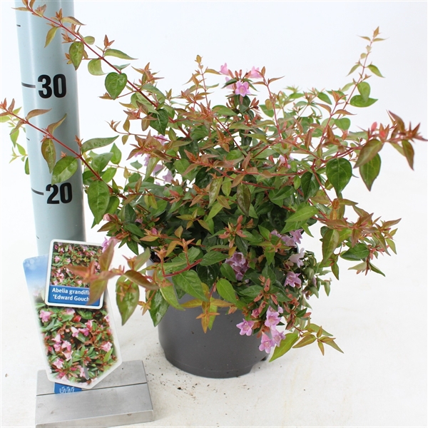 <h4>Abelia 'Edward Goucher' P17 (2ltr)</h4>