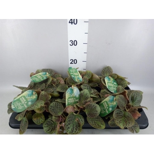 Episcia cupreata 'Shimmer'