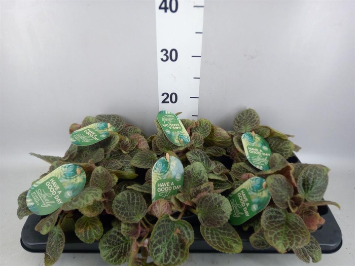 <h4>Episcia cupreata 'Shimmer'</h4>