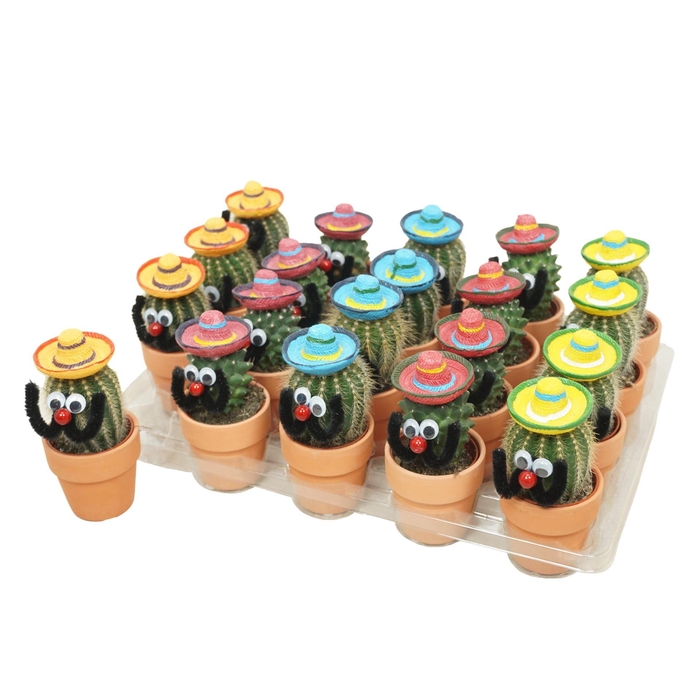 <h4>Cactus   ...decorated</h4>