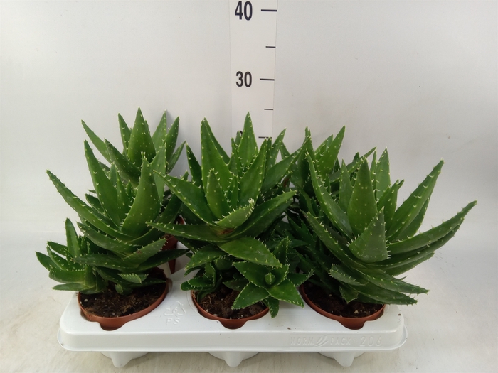 <h4>Aloe   ...</h4>