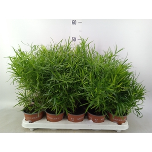 Asparagus falcatus