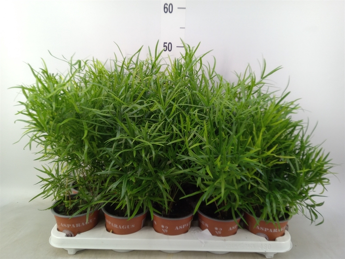 <h4>Asparagus falcatus</h4>