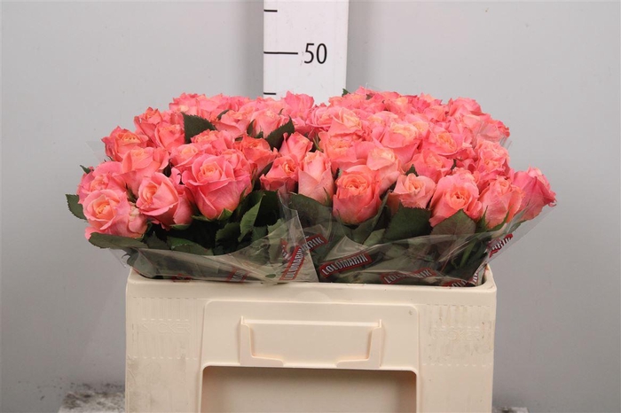 <h4>R Gr Miss Piggy+</h4>