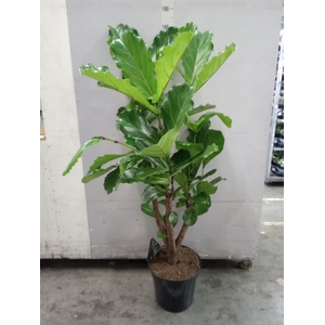 Ficus lyrata