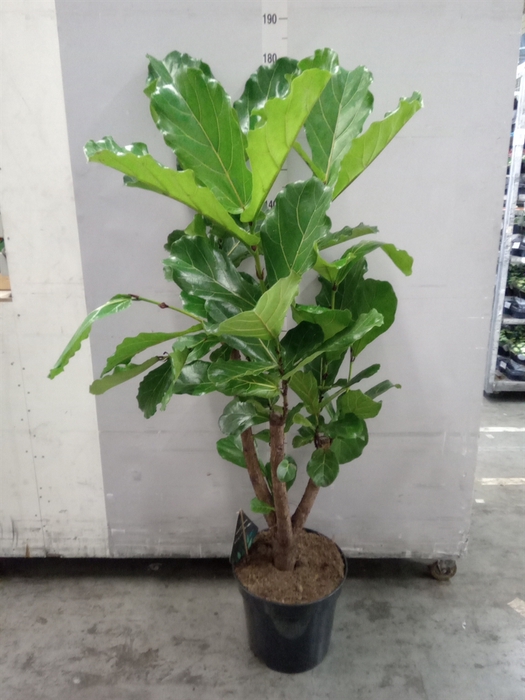 <h4>Ficus lyrata</h4>