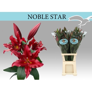 LI OT NOBLE STAR