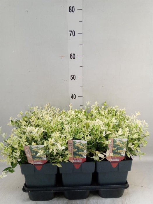 <h4>Euonymus fortunei 'Harlequin'</h4>