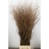 SALIX TORTUOSA 180CM