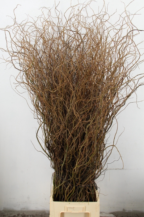 SALIX TORTUOSA 180CM