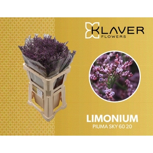 Limonium Safora Pink Sky Klaver