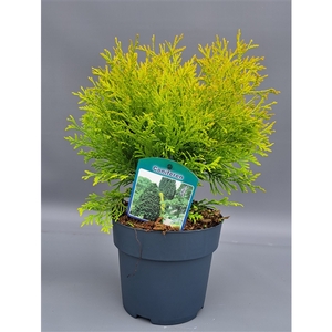 Thuja occidentalis 'Golden Globe'