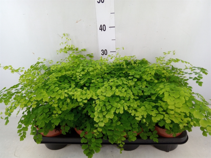 <h4>Adiantum raddi. 'Fragrans'</h4>