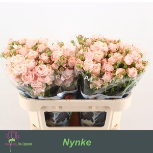 R TR NYNKE