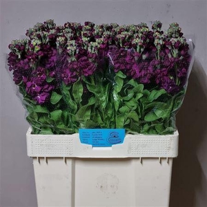 Matth Milla Aubergine