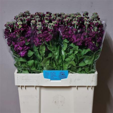 <h4>Matth Milla Aubergine</h4>