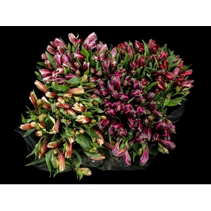 Alstroemeria