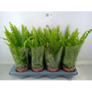 Nephrolepis exal. 'Green Lady'