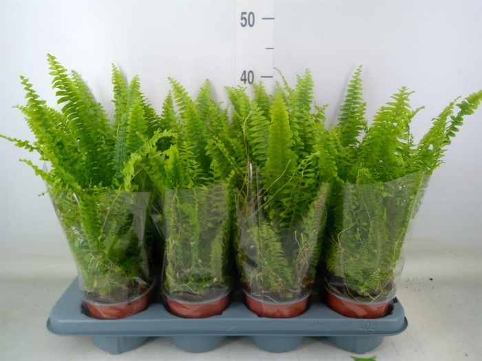 <h4>Nephrolepis exal. 'Green Lady'</h4>