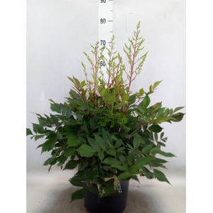 Astilbe arendsii 'Diamant'