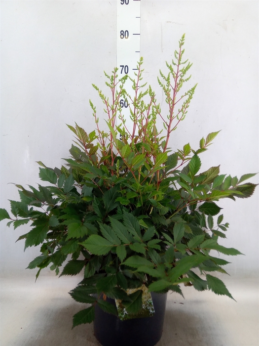<h4>Astilbe arendsii 'Diamant'</h4>