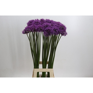 Allium Gladiator