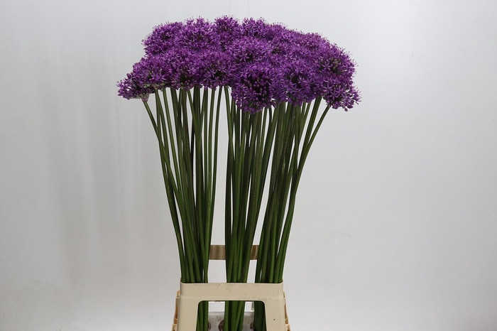 <h4>Allium Gladiator</h4>