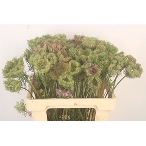 Daucus Carota Dara Seed