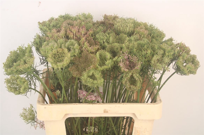 <h4>Daucus Carota Dara Seed</h4>