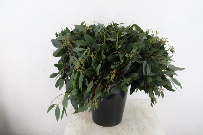 EUCALYPTUS GLAUCESENS PER STEM 055CM
