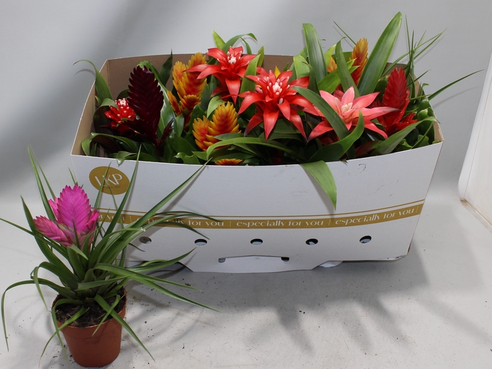 <h4>BROMELIA GEM</h4>