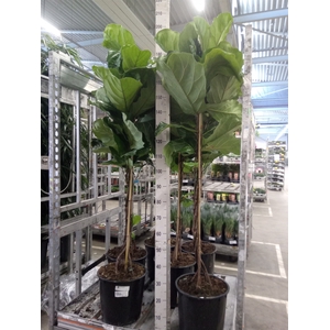 Ficus lyrata