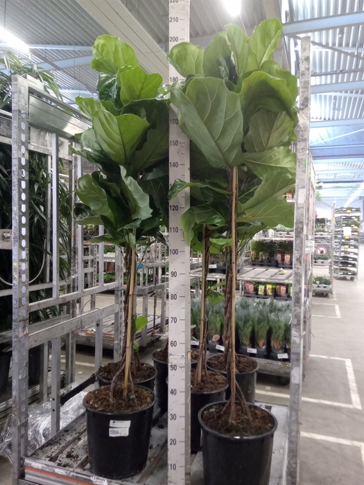<h4>Ficus lyrata</h4>