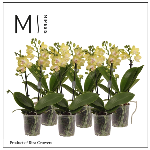 <h4>Mimesis Phal. Yellow - 2 spike 9cm</h4>