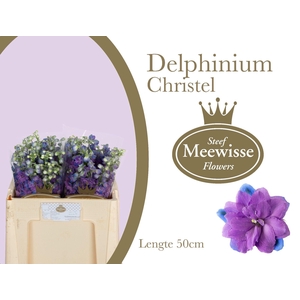 DELPH DU CHRISTEL
