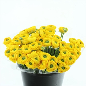 Ran Su Sr Ceres Yellow Extra