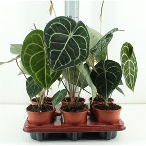 Anthurium Clarinvervium