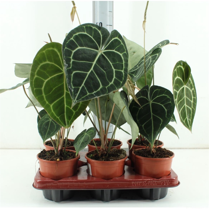 <h4>Anthurium Clarinvervium</h4>
