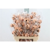 Katoen Cotton Orange 6 Head