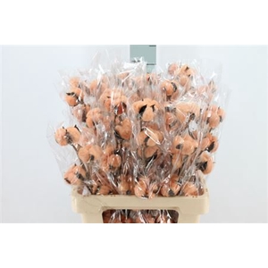 Katoen Cotton Orange 6 Head