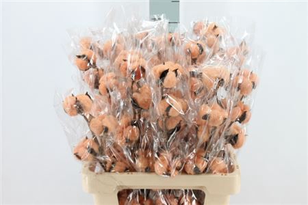 <h4>Katoen Cotton Orange 6 Head</h4>